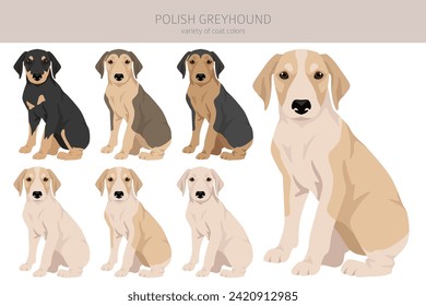 Polish Greyhound puppy clipart. All coat colors set.  All dog breeds characteristics infographic. Vector illustration