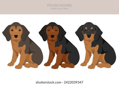 Polish Hound puppy clipart. All coat colors set.  All dog breeds characteristics infographic. Vector illustration