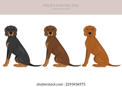 Polish Hunting dog clipart. All coat colors set.  All dog breeds characteristics infographic. Vector illustration