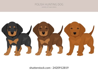 Polish Hunting dog puppy clipart. All coat colors set.  All dog breeds characteristics infographic. Vector illustration