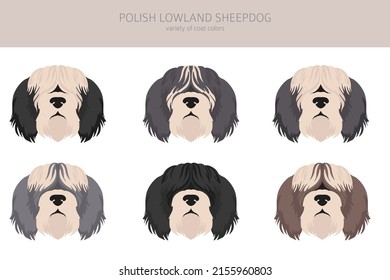 Polish lowland sheepdog clipart. Different poses, coat colors set.  Vector illustration