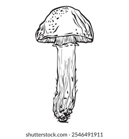 Polish mushroom hand drawn in graphic style. Mushroom for design. Vector illustration