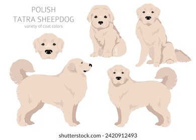 Clíparte polaca de Tatra Sheepdog. Todos los colores del abrigo.  Todas las razas de perros tienen características infográficas. Ilustración del vector