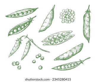 Dibujo del vector de la planta de guisantes de polka, aislado en fondo blanco. El doodle grabado con frijoles enteros, granos. Alimentos saludables, cosecha, agricultura. Elemento de diseño para etiqueta, impresión, plantilla