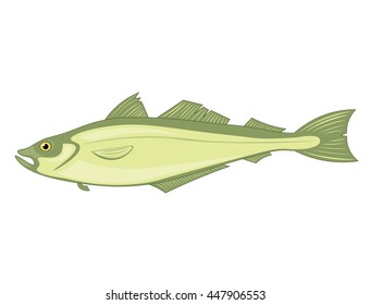 pollack fish on a white background