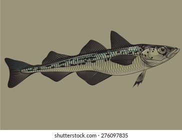 Pollack fish packaging concept illustration. Vector