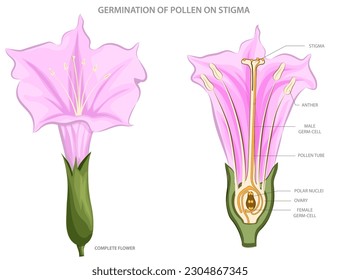 El polen germina sobre el estigma, formando un tubo de polen que entrega células espermáticas al ovario para fertilización en reproducción vegetal.
