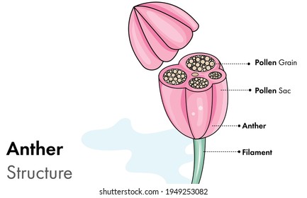 Pollen grain cross section structure, pollination process pollen causes allergy vector.