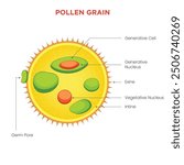 Pollen grains are tiny, powdery structures produced by the male part of a flower, essential for plant reproduction through the process of pollination.