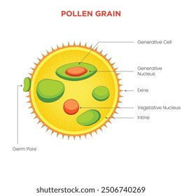 Pollen grains are tiny, powdery structures produced by the male part of a flower, essential for plant reproduction through the process of pollination.