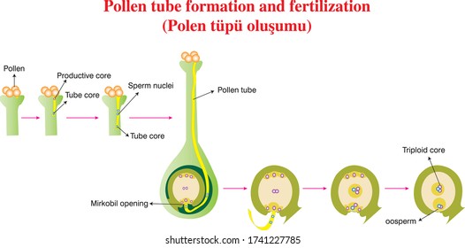 Pollen Tube Images, Stock Photos & Vectors | Shutterstock