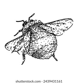 pollinate bee hand drawn. honey cute, black fly, sketch insect pollinate bee vector sketch. isolated black illustration