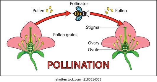 Pollination is the act of transferring pollen grains from the male anther of a flower to the female stigma.