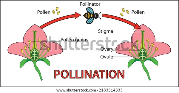 Pollination Act Transferring Pollen Grains Male Stock Vector (Royalty ...