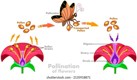 Pollination in butterflies, moths.  Butterfly 's pollen carries the stigma, the ovule from the grains of the red flower. Plants reproductive. Insects, bugs transported process. Illustration Vector