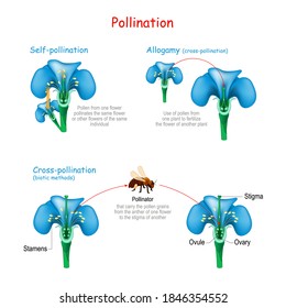 Pollination of the flower by bee. Self-pollination, Allogamy, and  cross-pollination by biotic methods. useful for study botany and science education