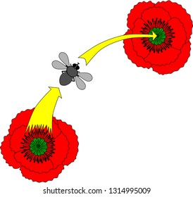 Pollination of the flower by insect