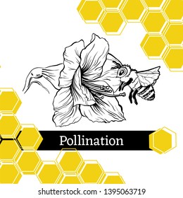 Pollination hand drawn vector illustration. Bumblebee and blooming flower ink pen sketch. Honey store packaging sticker. Honeycomb geometric shape. Stylized freehand Amarillis drawing