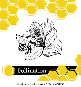 Pollination hand drawn vector illustration. Bumblebee and blooming flower ink pen sketch. Honey store packaging sticker. Honeycomb geometric shape. Stylized freehand Amarillis drawing
