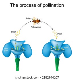 pollination. Honey bee is an animal of pollinator, flower, and pollen. Detailed Diagram. Reproduction in Plants. Vector poster for study botany, science, and education use