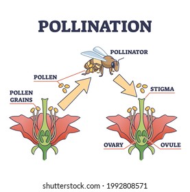 Pollination as plant reproduction and vegetation process in wildlife outline diagram. Educational labeled scheme with fertilization moment, bee and flower vector illustration. Stigma, ovary and ovule.