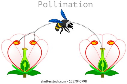 Pollination. pollen produced in the stamen of the plant is transported by bees or insects and adheres to the hillock of the carpel, stigma. Process diagram. Flower Illustration isolated Vector