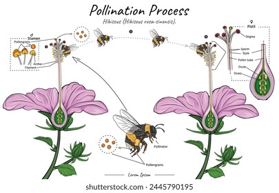 Pollination process of a flower hibiscus flower with bumblebee as pollinator illustration for biology science education