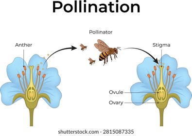Pollination Process in Flower Reproduction Educational Biology Vector Illustration