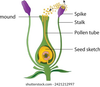 pollination, reproduction in plants, biology, flowering plants, plant, reproduction, visual, self-pollination, seed