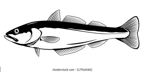 Pollock Fish Illustration