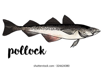Pollock. Vector illustration of fish on  on a white background