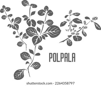 Silueta vectorial de polpala. Esquema herbario medicinal de Aerva lanata. Silueta de Pol-pala para productos farmacéuticos y de cocer. Un conjunto de contornos vegetales de Polpala.