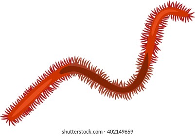 Polychaete