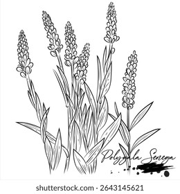 Polygala Senega plants, medical plant drawing vector illustration