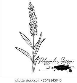 Polygala Senega plants, medical plant drawing vector illustration