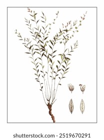 Polygala sibirica, hand-painted floral and botanical painting, hand-painted herbal painting, natural herbs.
