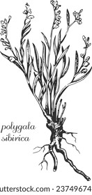 polygala sibirica, milkwort, senega, seneca, monochrome flower, flower on transparent background, black and white flower, medicinal plant, medicinal herbs, black and white design, nature