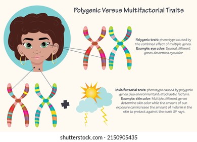 Diagramm für polygene oder multifaktorielle Eigenschaften