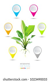 Polygon vector dieffenbachia tree infographic.