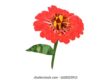 Polygon zinnia on isolated white background