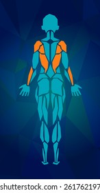 Polygonal anatomy of female muscular system, exercise and muscle guide. Human muscle vector art, back view. Vector illustration 