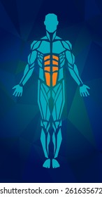 Polygonal anatomy of male muscular system, exercise and muscle guide. Human muscle vector art, front view. Vector illustration for sport equipment