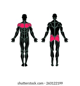 Polygonal anatomy of male muscular system, exercise and muscle guide. Human muscle vector art, front view, back view. Vector illustration