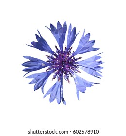 Polygonal blue cornflower (Centaurea cyanus), polygon flower, isolated vector illustation