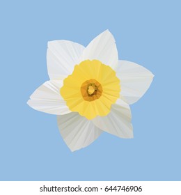 Polygonal daffodil (Narcissus), polygonal flower, isolated vector illustration