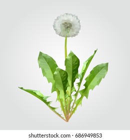 Polygonal dandelion matured white with leaves