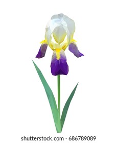 Polygonal flower on a white background iris iridaseae on white