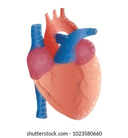 Polygonal human heart  in low poly polygon style illustration, isolated on white background. Anatomical heart for medical or scientific design, wireframe concept.
