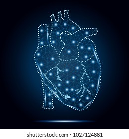 Polygonal human heart  in low poly polygon style illustration with connecting points (dots),  isolated on white background. Anatomical heart for medical or scientific design, wireframe concept.