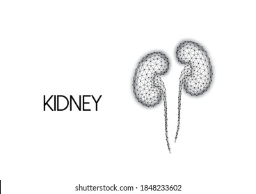 Polygonal human kidneys made of black lines and dots isolated on white background. Internal organs medical research concept. Modern wire frame design vector illustration.